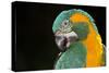 Blue-Throated Macaw (Ara Glaucongularis)-Lynn M^ Stone-Stretched Canvas