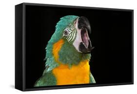 Blue-Throated Macaw (Ara Glaucongularis)-Lynn M^ Stone-Framed Stretched Canvas