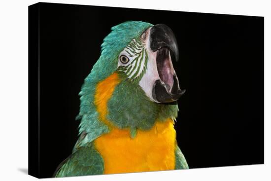 Blue-Throated Macaw (Ara Glaucongularis)-Lynn M^ Stone-Stretched Canvas