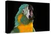 Blue-Throated Macaw (Ara Glaucongularis)-Lynn M^ Stone-Stretched Canvas