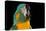 Blue-Throated Macaw (Ara Glaucongularis)-Lynn M^ Stone-Stretched Canvas