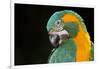 Blue-Throated Macaw (Ara Glaucongularis)-Lynn M^ Stone-Framed Photographic Print