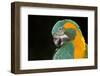 Blue-Throated Macaw (Ara Glaucongularis)-Lynn M^ Stone-Framed Photographic Print