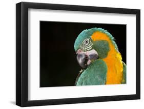 Blue-Throated Macaw (Ara Glaucongularis)-Lynn M^ Stone-Framed Photographic Print