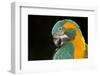 Blue-Throated Macaw (Ara Glaucongularis)-Lynn M^ Stone-Framed Photographic Print