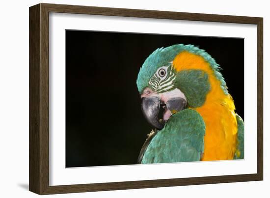 Blue-Throated Macaw (Ara Glaucongularis)-Lynn M^ Stone-Framed Photographic Print