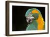 Blue-Throated Macaw (Ara Glaucongularis)-Lynn M^ Stone-Framed Photographic Print