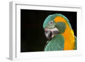 Blue-Throated Macaw (Ara Glaucongularis)-Lynn M^ Stone-Framed Photographic Print