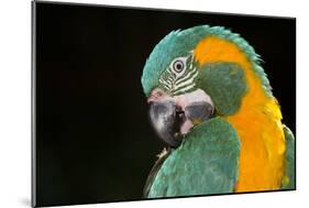 Blue-Throated Macaw (Ara Glaucongularis)-Lynn M^ Stone-Mounted Photographic Print