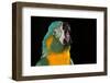 Blue-Throated Macaw (Ara Glaucongularis)-Lynn M^ Stone-Framed Photographic Print