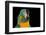 Blue-Throated Macaw (Ara Glaucongularis)-Lynn M^ Stone-Framed Photographic Print