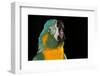 Blue-Throated Macaw (Ara Glaucongularis)-Lynn M^ Stone-Framed Photographic Print