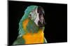 Blue-Throated Macaw (Ara Glaucongularis)-Lynn M^ Stone-Mounted Photographic Print