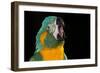 Blue-Throated Macaw (Ara Glaucongularis)-Lynn M^ Stone-Framed Photographic Print