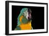 Blue-Throated Macaw (Ara Glaucongularis)-Lynn M^ Stone-Framed Photographic Print