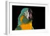 Blue-Throated Macaw (Ara Glaucongularis)-Lynn M^ Stone-Framed Photographic Print