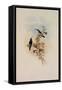 Blue-Throated Sapphironia, Sapphironia C?ruleogularis-John Gould-Framed Stretched Canvas