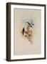 Blue-Throated Sapphironia, Sapphironia C?ruleogularis-John Gould-Framed Giclee Print