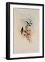 Blue-Throated Sapphironia, Sapphironia C?ruleogularis-John Gould-Framed Giclee Print