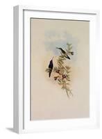 Blue-Throated Sapphironia, Sapphironia C?ruleogularis-John Gould-Framed Giclee Print