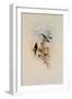 Blue-Throated Sapphironia, Sapphironia C?ruleogularis-John Gould-Framed Giclee Print