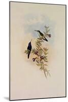 Blue-Throated Sapphironia, Sapphironia C?ruleogularis-John Gould-Mounted Giclee Print