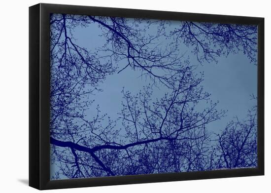 Blue Tinted Trees and Sky-null-Framed Poster