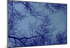 Blue Tinted Trees and Sky-null-Mounted Poster