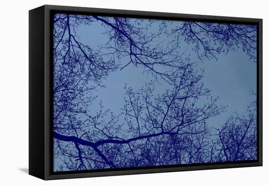 Blue Tinted Trees and Sky-null-Framed Stretched Canvas