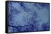 Blue Tinted Trees and Sky-null-Framed Stretched Canvas