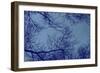 Blue Tinted Trees and Sky-null-Framed Photo