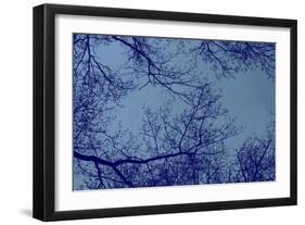 Blue Tinted Trees and Sky-null-Framed Photo
