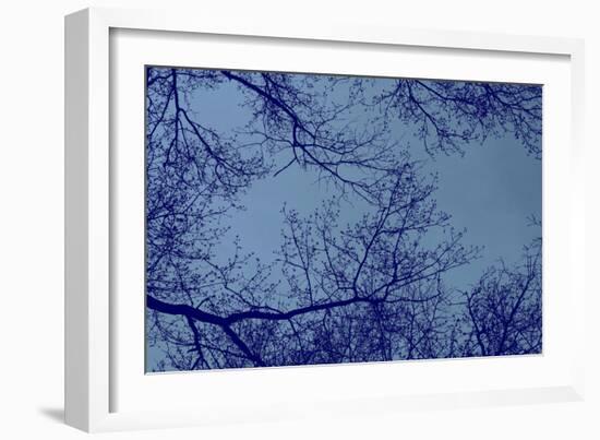 Blue Tinted Trees and Sky-null-Framed Photo