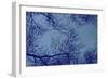 Blue Tinted Trees and Sky-null-Framed Photo