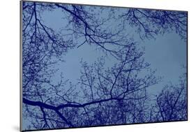 Blue Tinted Trees and Sky-null-Mounted Photo