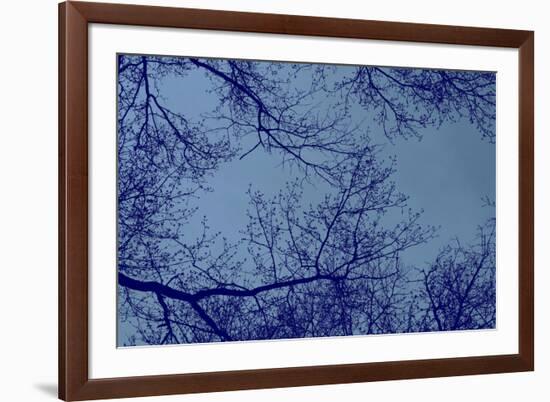 Blue Tinted Trees and Sky-null-Framed Photo