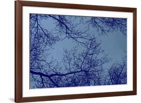 Blue Tinted Trees and Sky-null-Framed Photo