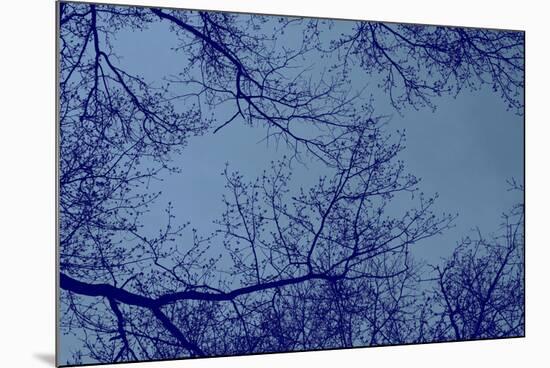 Blue Tinted Trees and Sky-null-Mounted Photo