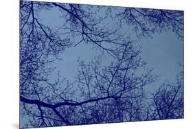 Blue Tinted Trees and Sky-null-Mounted Photo