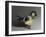 Blue Tit, 2016,-Peter Jones-Framed Giclee Print