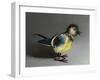 Blue Tit, 2016,-Peter Jones-Framed Giclee Print