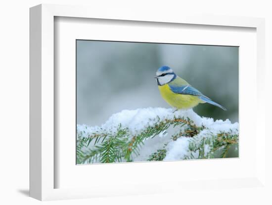 Blue Tit, Cute Blue and Yellow Songbird in Winter Scene, Snow Flake and Nice Spruce Tree Branch, Fr-Ondrej Prosicky-Framed Photographic Print