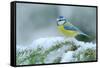 Blue Tit, Cute Blue and Yellow Songbird in Winter Scene, Snow Flake and Nice Spruce Tree Branch, Fr-Ondrej Prosicky-Framed Stretched Canvas