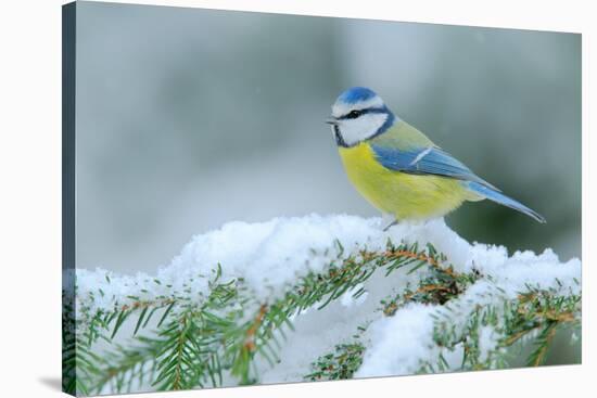 Blue Tit, Cute Blue and Yellow Songbird in Winter Scene, Snow Flake and Nice Spruce Tree Branch, Fr-Ondrej Prosicky-Stretched Canvas