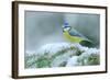 Blue Tit, Cute Blue and Yellow Songbird in Winter Scene, Snow Flake and Nice Spruce Tree Branch, Fr-Ondrej Prosicky-Framed Photographic Print