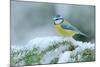 Blue Tit, Cute Blue and Yellow Songbird in Winter Scene, Snow Flake and Nice Spruce Tree Branch, Fr-Ondrej Prosicky-Mounted Photographic Print