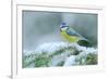 Blue Tit, Cute Blue and Yellow Songbird in Winter Scene, Snow Flake and Nice Spruce Tree Branch, Fr-Ondrej Prosicky-Framed Photographic Print