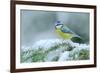 Blue Tit, Cute Blue and Yellow Songbird in Winter Scene, Snow Flake and Nice Spruce Tree Branch, Fr-Ondrej Prosicky-Framed Photographic Print