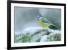 Blue Tit, Cute Blue and Yellow Songbird in Winter Scene, Snow Flake and Nice Spruce Tree Branch, Fr-Ondrej Prosicky-Framed Photographic Print