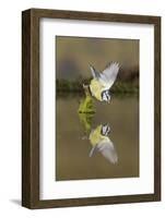 Blue Tit (Cyanistes caeruleus) adult, drinking, perched on mossy stump in water with reflection-Paul Sawer-Framed Photographic Print